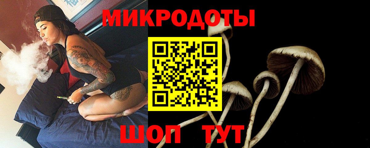 Псилоцибиновые грибы Psilocybe Родники